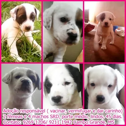 Cachorro ra a SRD idade Abaixo de 2 meses nome filhotes