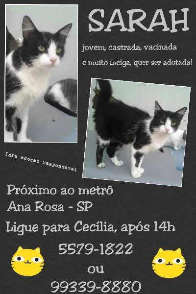 Gato ra a SRD idade 7 a 11 meses nome SARAH