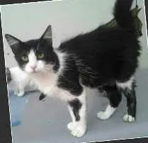 Gato raça SRD idade 7 a 11 meses nome SARAH