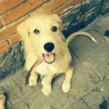 Cachorro ra a SRD idade 2 a 6 meses nome Snoopy