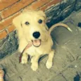 Snoopy