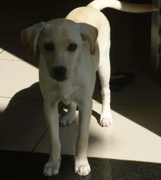 Cachorro raça SRD idade 1 ano nome Mel