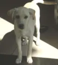 Mel