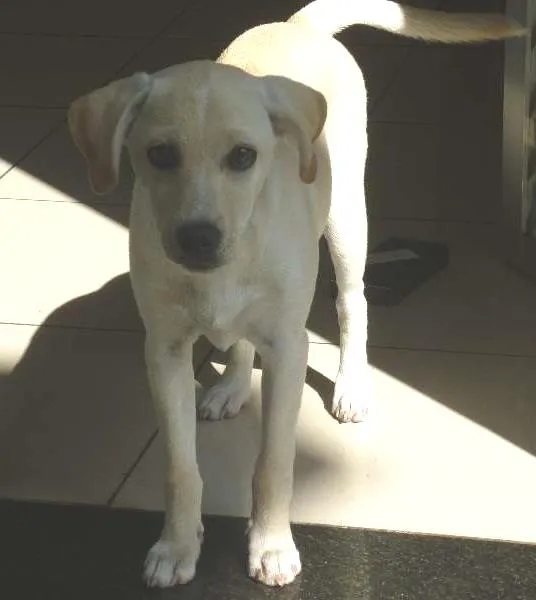Cachorro raça SRD idade 1 ano nome Mel