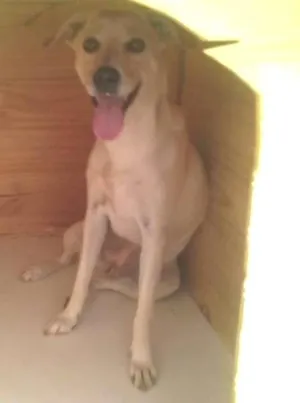 Cachorro raça SRD idade 1 ano nome Mel