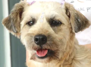 Cachorro raça POODLE idade 2 anos nome MIRELLA