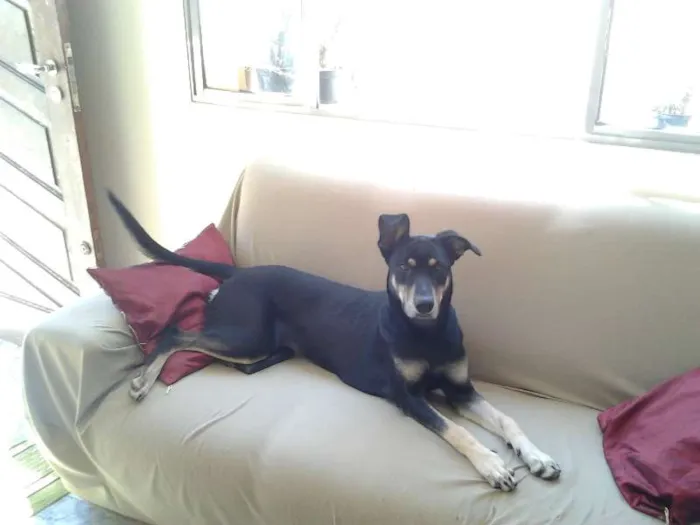Cachorro ra a SRD idade 1 ano nome LAICA