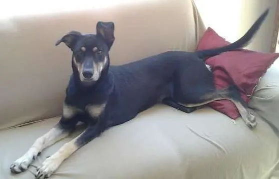 Cachorro ra a SRD idade 1 ano nome LAICA