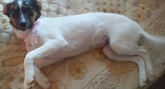 Cachorro ra a SRD idade 2 anos nome Molly