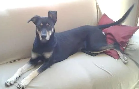 Cachorro ra a SRD idade 1 ano nome LAICA