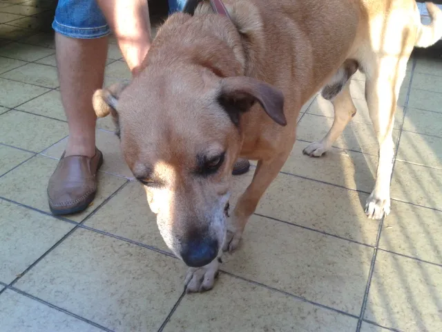 Cachorro raça SRD idade 6 ou mais anos nome Tião