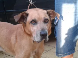 Cachorro raça SRD idade 6 ou mais anos nome Tião