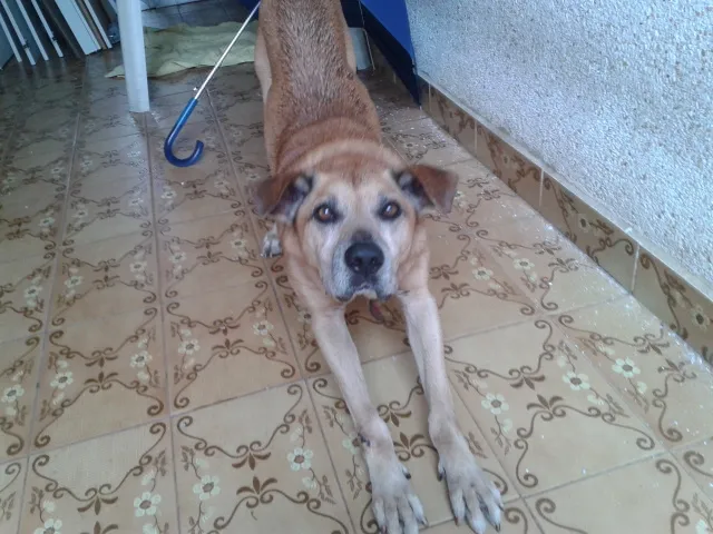 Cachorro raça SRD idade 6 ou mais anos nome Tião
