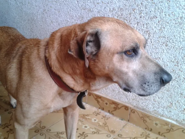 Cachorro raça SRD idade 6 ou mais anos nome Tião