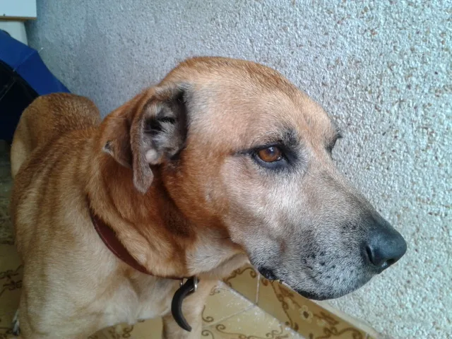 Cachorro raça SRD idade 6 ou mais anos nome Tião