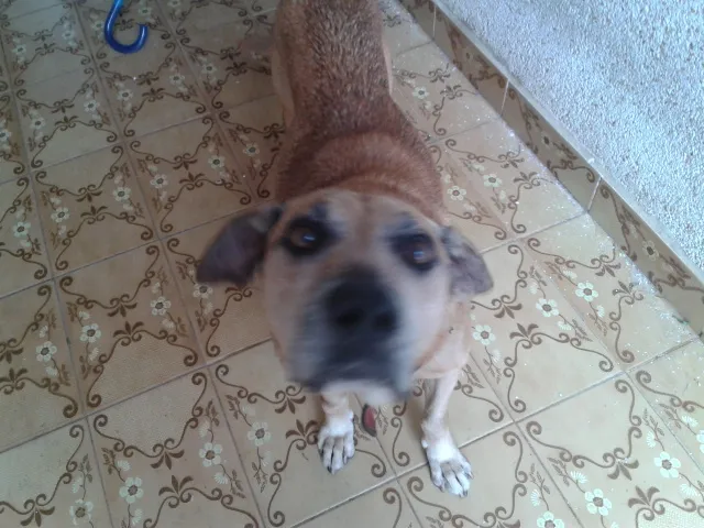 Cachorro raça SRD idade 6 ou mais anos nome Tião