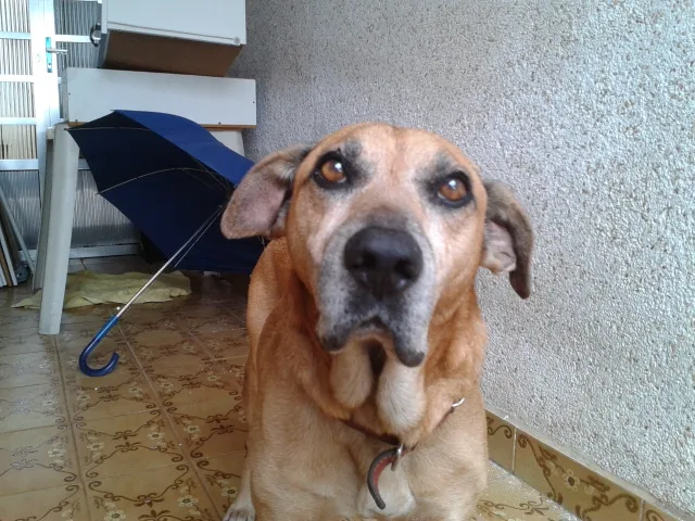 Cachorro raça SRD idade 6 ou mais anos nome Tião