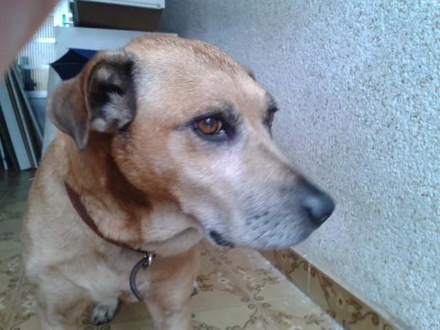 Cachorro raça SRD idade 6 ou mais anos nome Tião