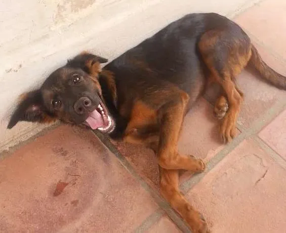 Cachorro ra a  idade 2 a 6 meses nome Mafalda
