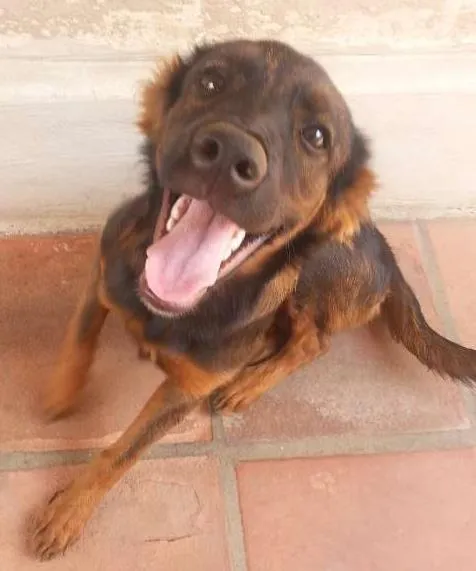Cachorro ra a  idade 2 a 6 meses nome Mafalda