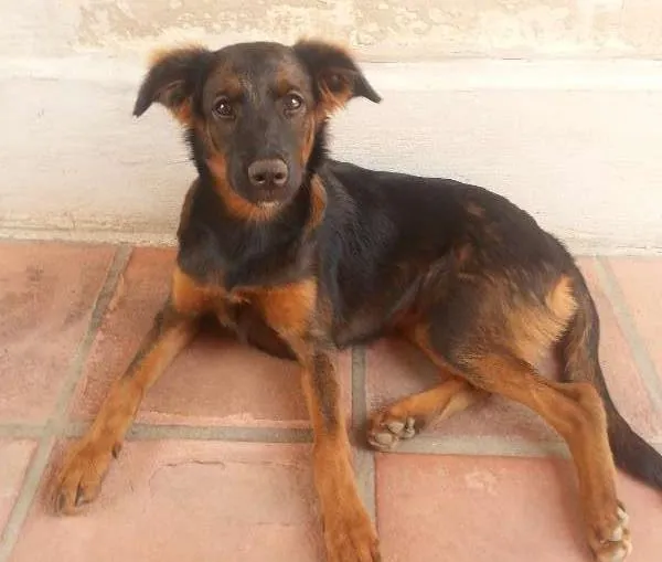 Cachorro ra a  idade 2 a 6 meses nome Mafalda