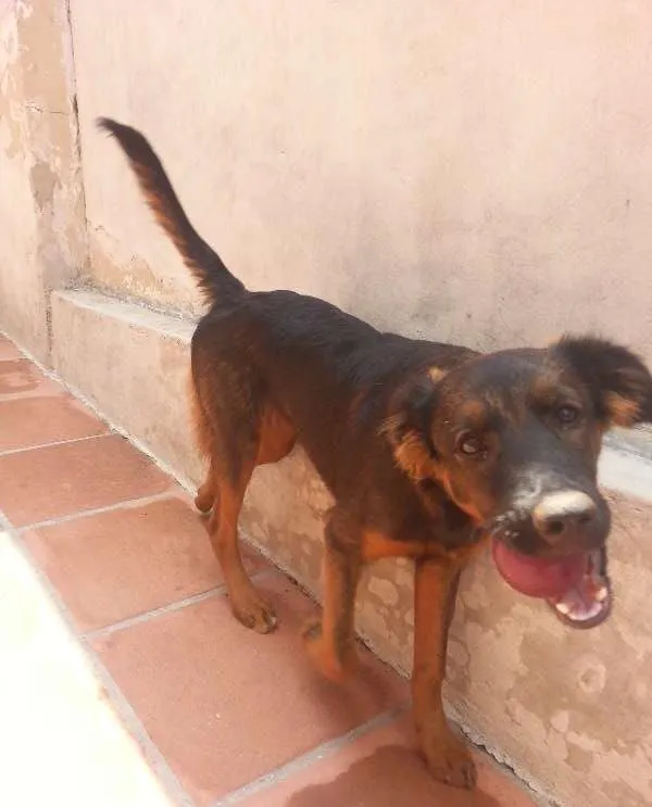 Cachorro ra a  idade 2 a 6 meses nome Mafalda