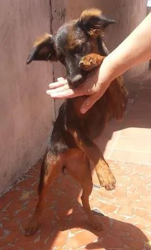 Cachorro ra a  idade 2 a 6 meses nome Mafalda