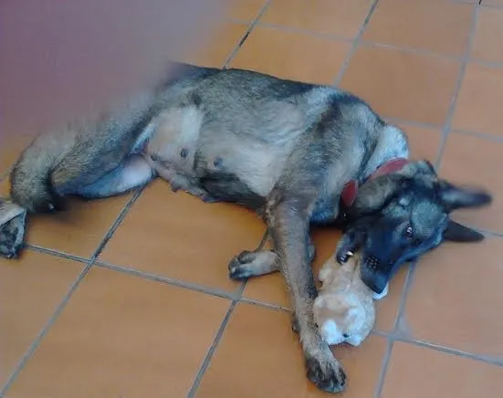Cachorro ra a Pastor Alemão idade 3 anos nome Taiga