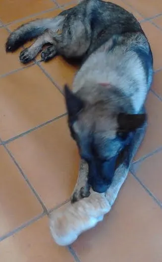 Cachorro ra a Pastor Alemão idade 3 anos nome Taiga