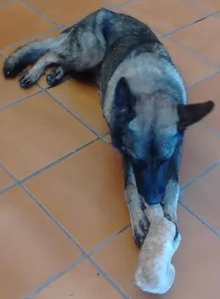 Cachorro ra a Pastor Alemão idade 3 anos nome Taiga