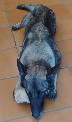 Cachorro ra a Pastor Alemão idade 3 anos nome Taiga