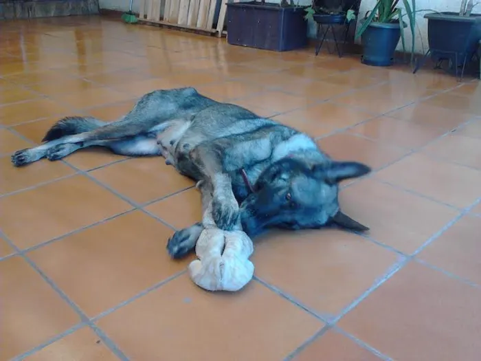 Cachorro ra a Pastor Alemão idade 3 anos nome Taiga