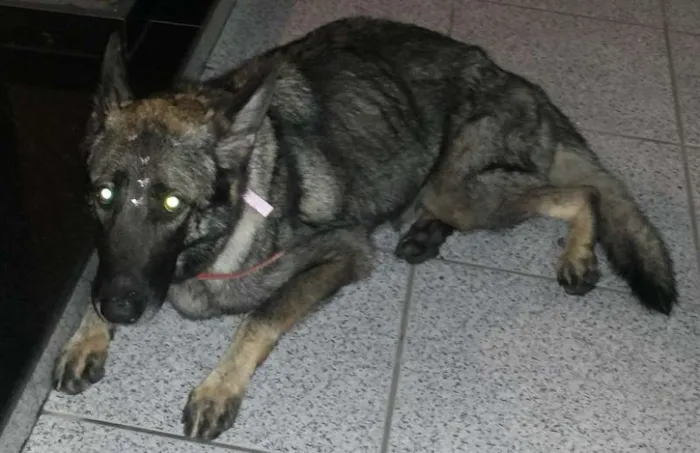 Cachorro ra a Pastor Alemão idade 3 anos nome Taiga