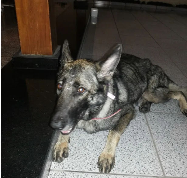 Cachorro ra a Pastor Alemão idade 3 anos nome Taiga