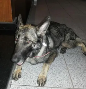 Cachorro raça Pastor Alemão idade 3 anos nome Taiga