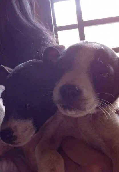 Cachorro ra a vira lata idade 2 a 6 meses nome Sem nome
