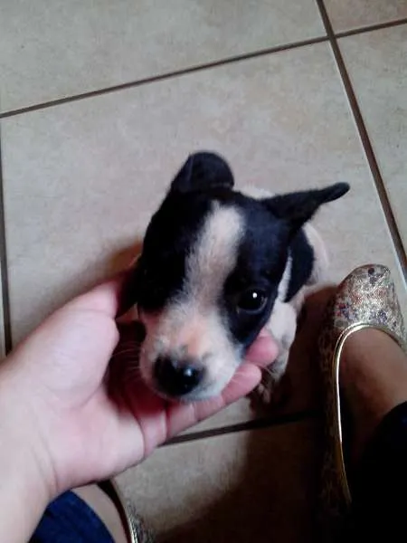 Cachorro ra a vira lata idade 2 a 6 meses nome Sem nome
