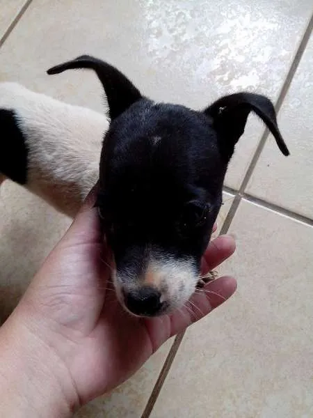 Cachorro ra a vira lata idade 2 a 6 meses nome Sem nome