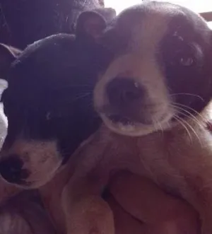 Cachorro raça vira lata idade 2 a 6 meses nome Sem nome