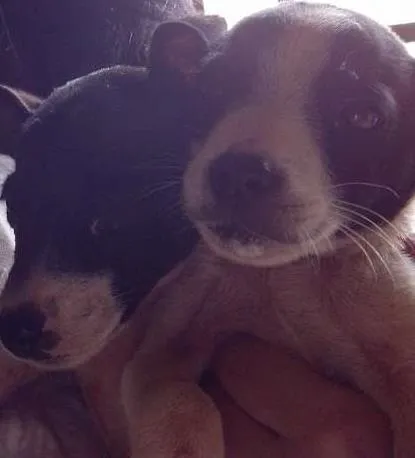 Cachorro ra a vira lata idade 2 a 6 meses nome Sem nome