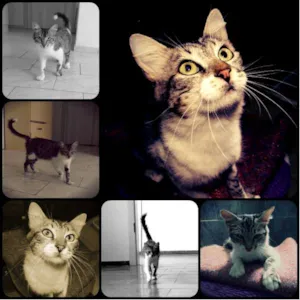 Gato raça SRD idade 7 a 11 meses nome Lady