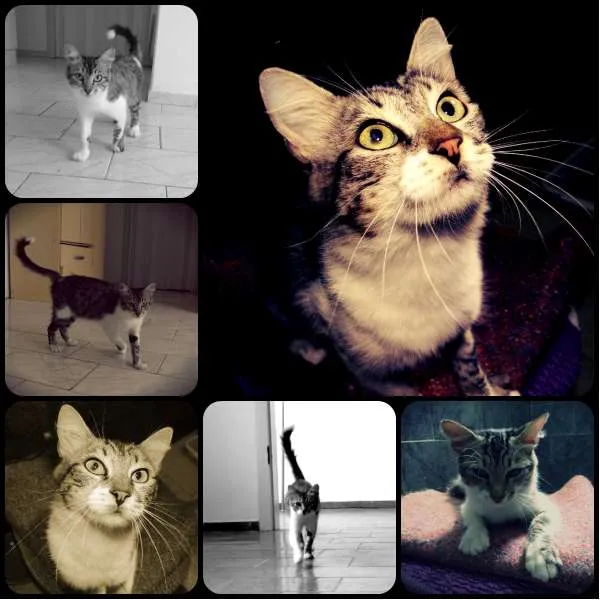 Gato ra a SRD idade 7 a 11 meses nome Lady