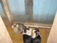 Gatinhos ADOTE!