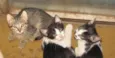 Gatinhos ADOTE!