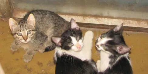 Gato ra a SRD idade 2 a 6 meses nome Gatinhos ADOTE!