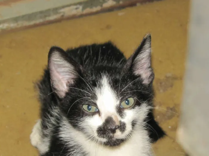 Gato ra a SRD idade 2 a 6 meses nome Gatinhos ADOTE!