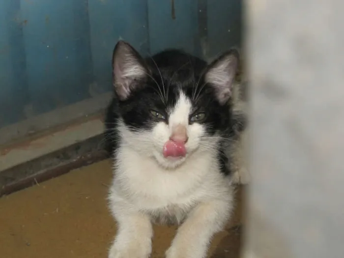 Gato ra a SRD idade 2 a 6 meses nome Gatinhos ADOTE!