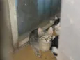 Gatinhos ADOTE!
