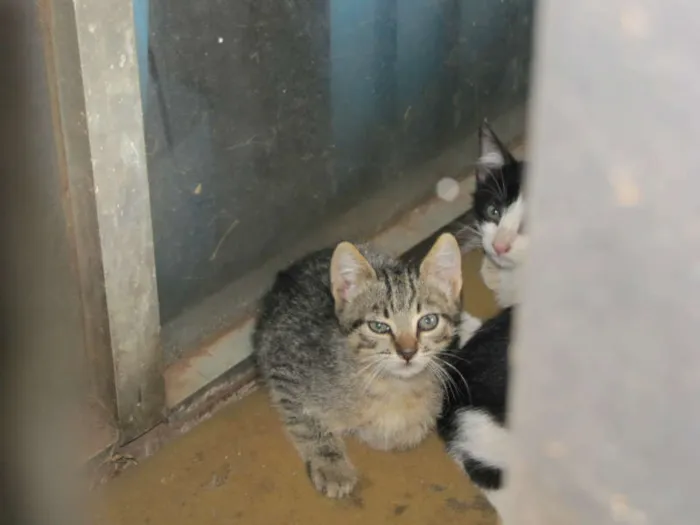 Gato ra a SRD idade 2 a 6 meses nome Gatinhos ADOTE!