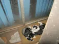 Gatinhos ADOTE!